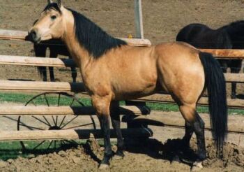 Color-Buckskin.jpg (21856 bytes)