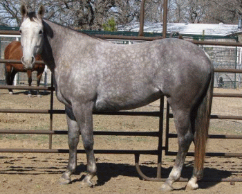 Color-Grey.gif (82660 bytes)