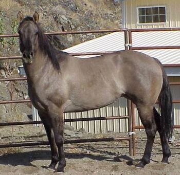 Color-Grulla.jpg (31832 bytes)