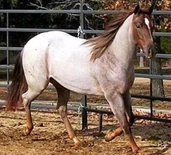 Color-Roan.jpg (30589 bytes)