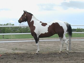 Color-Tobiano.jpg (17884 bytes)