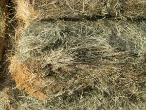 Hay 002.jpg (29930 bytes)