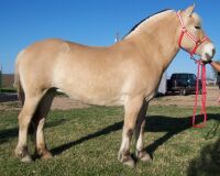 Kitt 001.jpg (8119 bytes)